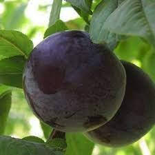 Саджанці сливи Блек Бьюті