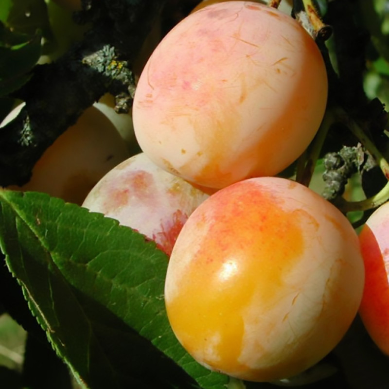 Саджанці сливи Байрон Голд, фото 1