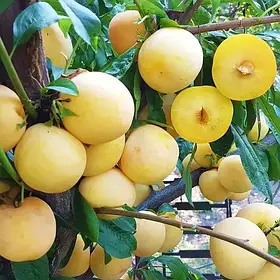 Саджанці сливи Точесан