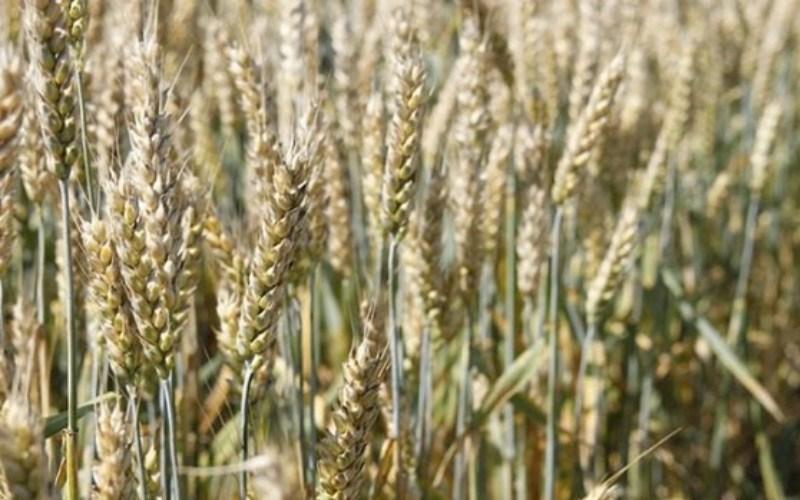 Озима пшениця Паляниця Еліта. Насіння озимої пшениці ТОВ “ЛІСТ (реалізуємо від 1т)