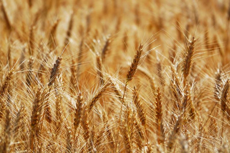 Насіння Озимої пшениці АМПЕР , еліта (реалізуємо від 1т)