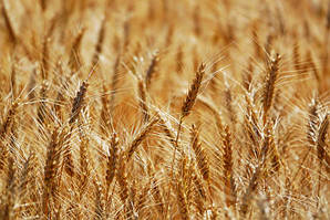 Насіння пшениці озимої БАЛАГУРА. Озима пшениця безоста БАЛАГУРА 120ц/га. Еліта ( продаж від 1т)