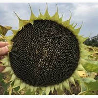 Соняшник Кросс 40ц/га. Ранні насіння соняшнику Крос 100 днів. Гібрид Крос A-G ТМ "ЛІСТ", фото 3