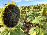 Соняшник Кросс 40ц/га. Ранні насіння соняшнику Крос 100 днів. Гібрид Крос A-G ТМ "ЛІСТ", фото 6