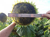 Суліко777 - Насіння соняшнику під гранстар 45ц/га, олія 48%, вовчок A-G. Екстра, фото 6