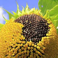 Соняшникове насіння Командор 777. Гібрид Командор 110-112 днів, 50ц/га, A-G. Економ. ТМ "ЛИСТ", фото 5