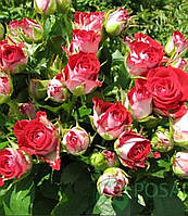 Саженцы розы Руби Стар