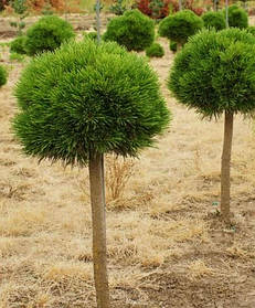 Сосна гірська Варелла ( саджанці 2роки ) ШТАМБ 50-60см