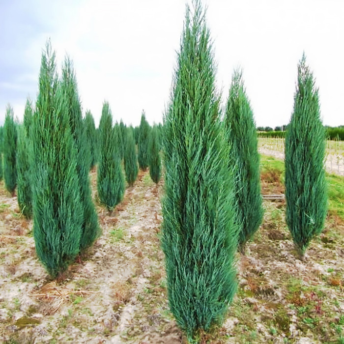 Саджанці Ялівцю скельного Блю Арроу (Juniperus scopulorum Blue Arrow) С2