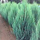 Саджанці Ялівцю скельного Блю Арроу (Juniperus scopulorum Blue Arrow) С2, фото 2