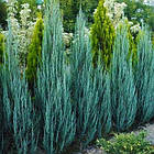 Саджанці Ялівцю скельного Блю Арроу (Juniperus scopulorum Blue Arrow) С2, фото 4