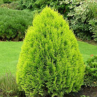 Саженцы Туи восточной Ауреа Нана (Thuja orientalis Aurea Nana) С1.5