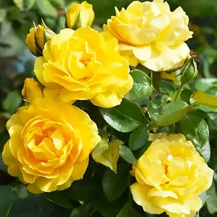 Троянда "Джулія Чайлд", фото 1