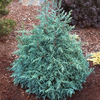 Саджанці Кипарисовика горохоплідного Бебі Блю, 3-х річний (Chamaecyparis pisifera Baby Blue) С1.5