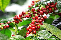 Кава Арабіка (Coffea arabica) Кімнатний плодовий