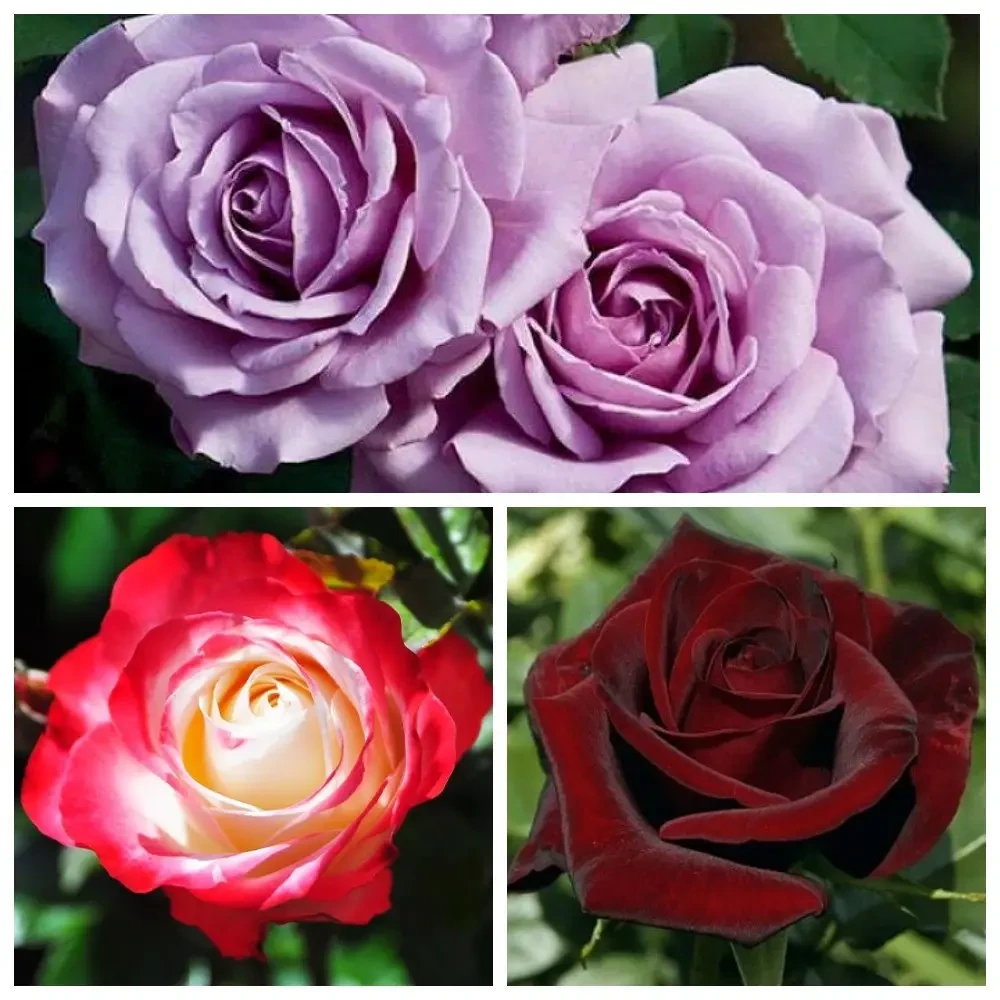 Комплект з 3-х сортів троянди, фото 1