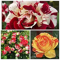 Комплект з 3-х сортів троянди