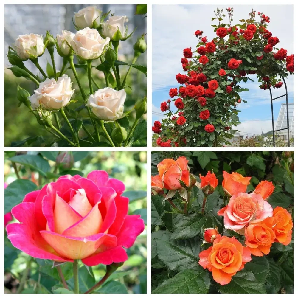 Комплект з 4-х сортів троянди, фото 1