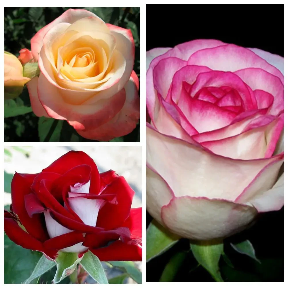 Комплект з 3-х сортів троянди, фото 1