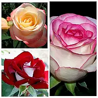 Комплект з 3-х сортів троянди