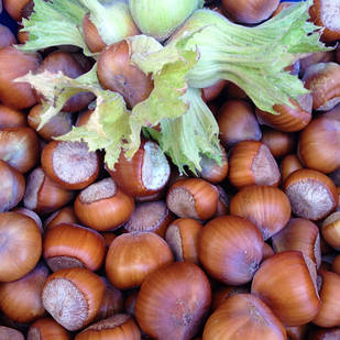 Саджанці Фундука (ліщини) Морозовський (двухрічний) - середній, великоплідний, урожайний