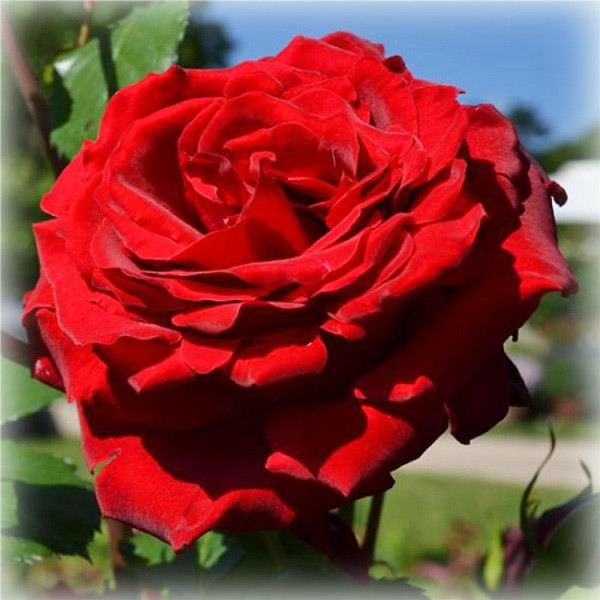 Троянда Грандесса / Мессір Дельбар (Grandessa / Messire Delbard), шраб в контейнері, фото 1