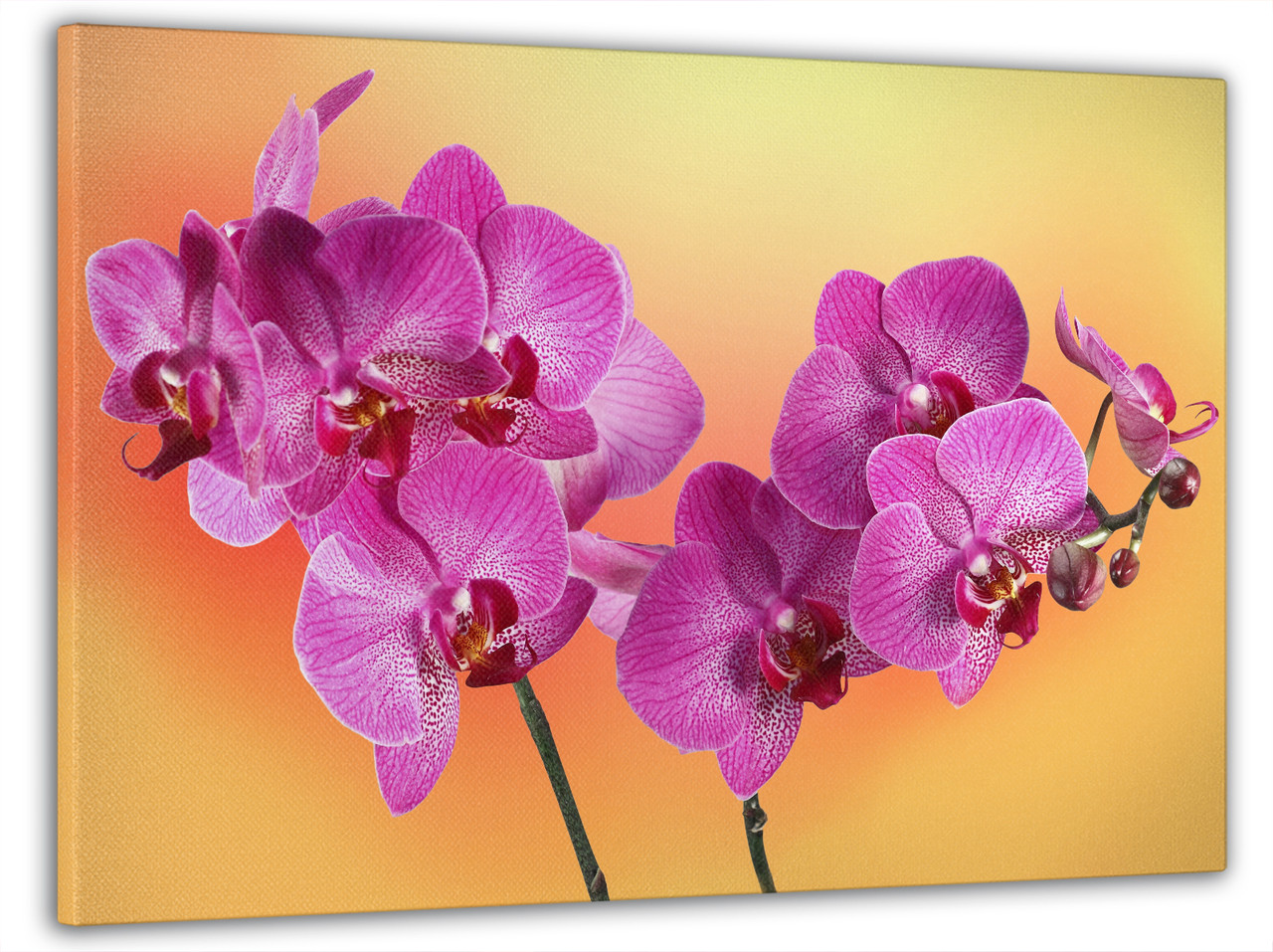 Картина на Стену в Гостиную / Спальню DK Place "Розовая Орхидея" 60x100 ...