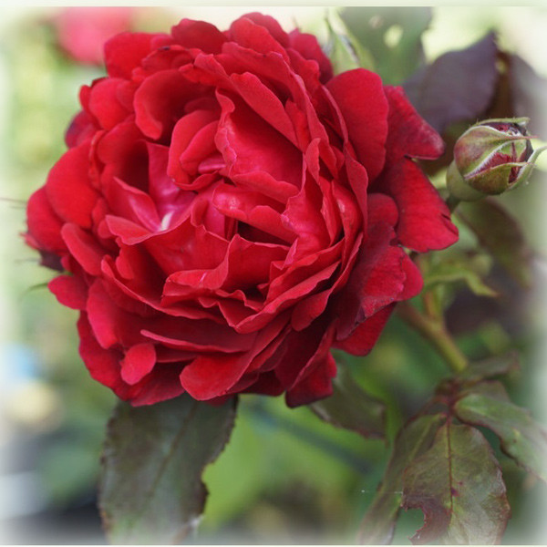 Троянда Зайед оф Абу Дабі (Zayed of Abu Dhabi), шраб в контейнері, фото 1