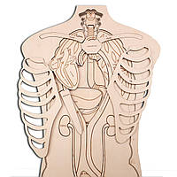 Пазлы WoodCraft из древа со строением органов человека 43х27см