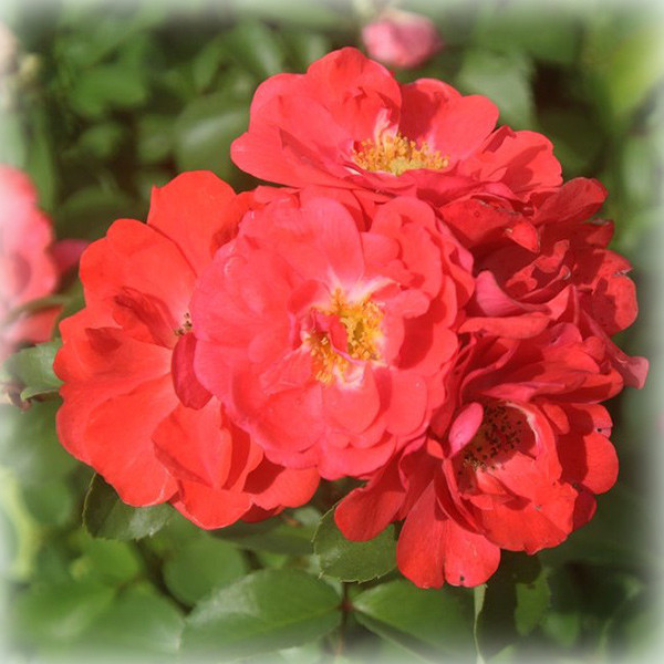 Троянда шраб Корал Дріфт (Coral Drift), фото 1