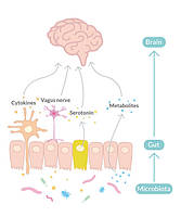 Психобіотик Bened Life Neuralli PS128 ( раніше Solace) / Неврологічний пробіотик 30 млрд КУО 60 капсул BX708, фото 6