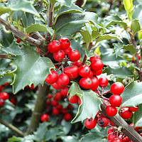 Саджанці Падуба гостролистний Блю Принц (Ilex meserveae Blue Princess) С1.5