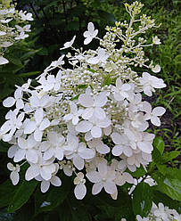 Гортензія метильчаста Доллі (Hydrangea paniculata Dolly) Р9