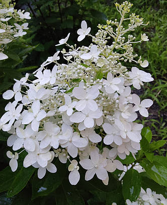 Гортензія волотиста Доллі (Hydrangea paniculata Dolly) у конт.8л, фото 2