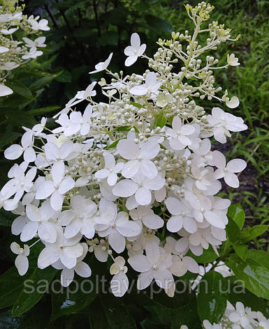 Гортензія метильчаста Доллі (Hydrangea paniculata Dolly) Р9, фото 2