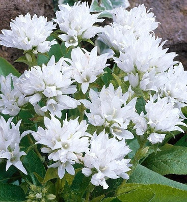Дзвiночок скучений "Genti White"