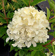 Гортензія волотиста Вайт Лайт / С7,5 / Hydrangea Whitelight, фото 4