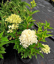 Гортензія волотиста Вайт Лайт / С7,5 / Hydrangea Whitelight, фото 5