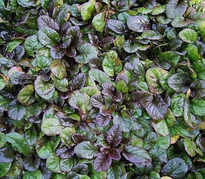 Живучка "Atropurpurea"