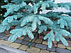 Ялинка лита блакитна Bykovel cast буковельська лита № 8 висота 2.1 м, фото 3