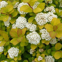 Саженцы Спиреи березолистной Тор Голд (Spiraea betulifolia Tor Gold) Р9