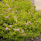 Саженцы Спіреї японської Сандроп (Spiraea japonica Sundrop) Р9, фото 2