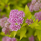 Саженцы Спіреї японської Сандроп (Spiraea japonica Sundrop) Р9, фото 3