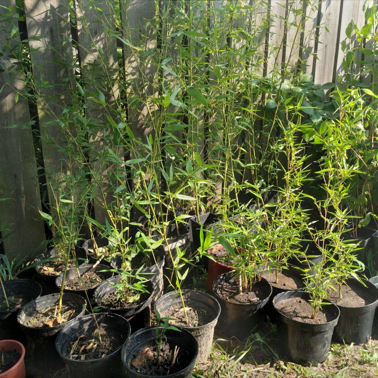 Саджанці бамбука Phyllostachys Bissettii 135 - 160 см
