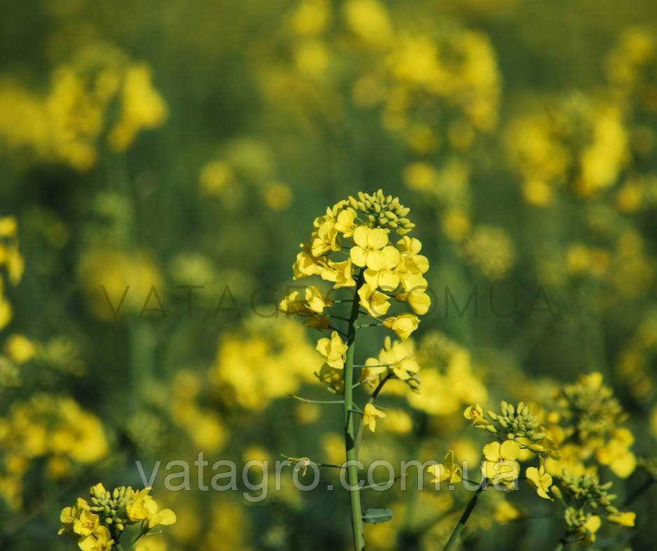 Гібрид озимого ріпаку Шербрук Seed Grain Company (Канада)