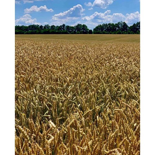 Насіння озомої пшениці Богдана ( еліта) ціна за мішок 50 кг, фото 1