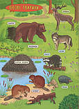Книга "Енциклопедія з наліпками. Лісові тварини та рослини", 21*29см, Україна, ТМ УЛА, фото 2
