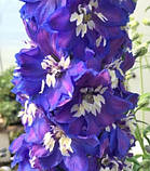 Дельфініум "Magic Fountains Dark Blue White Bee", фото 4