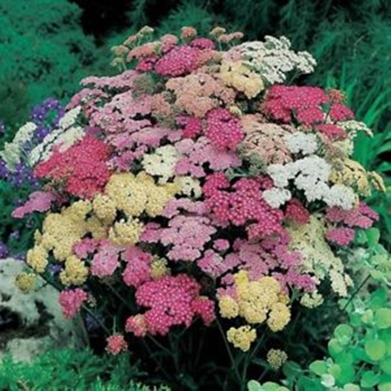 Деревій "Summer Pastels"