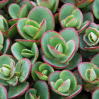 Очиток Лайм Зінгер седум в горщику Sedum Lime Zinger